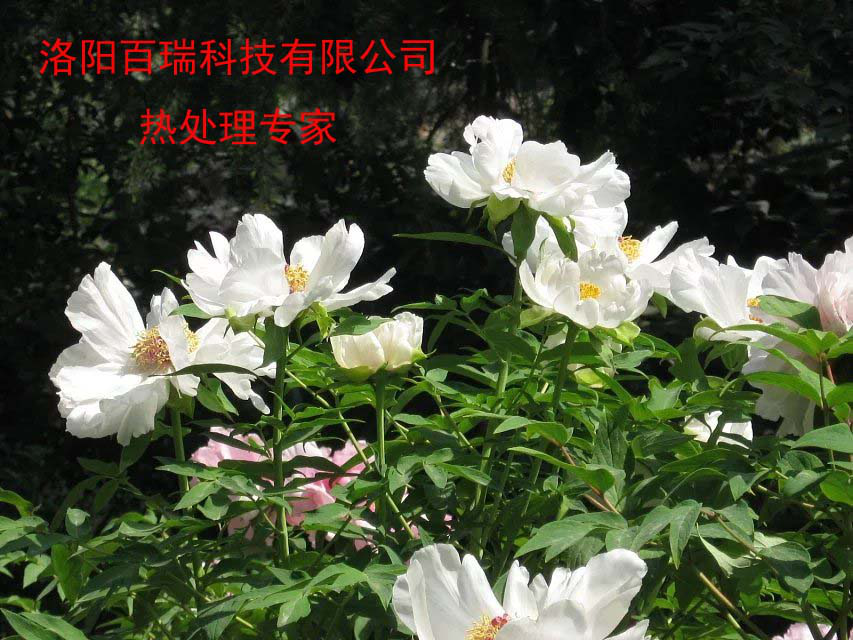 1587021192891992.png 圖片3.png